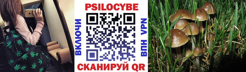 Псилоцибиновые грибы прущие грибы  Купить где  Рыбное 